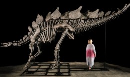 近乎完整的剑龙化石在拍卖会上以创纪录的4400万美元成交