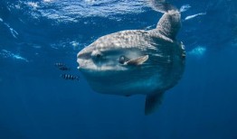 当水族馆关闭进行装修时，一条太阳鱼感到“孤独”然后，工作人员找到了一个创造性的方法来让它振作起来