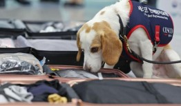 韩国嗅探犬搜寻奥运后的臭虫