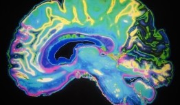 大脑中的伸长细胞在增加食欲方面起着积极的作用