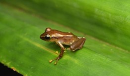 在马达加斯加的熊猫树上发现了三种新的青蛙