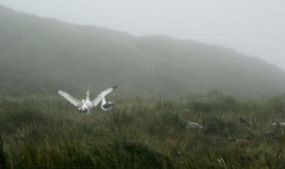 H5N1禽流感正在地球上最偏远的大陆蔓延——这对澳大利亚来说是个坏消息