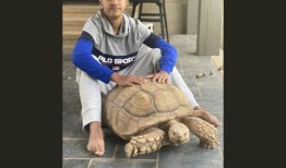 罗斯桥房屋管理局向宠物乌龟发出驱逐通知，胡佛居民聚集在弗雷德周围