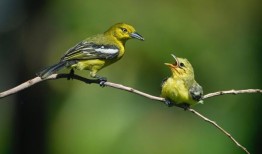 有人想知道今天仍然相信的老妇人的故事，并得到了30个例子