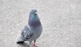 日本出租车司机撞倒鸽子后被警方逮捕