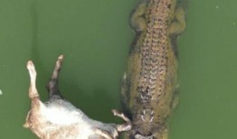 youtube用户罗德尼·费舍尔在东金伯利的奥德河岸边捕捉到了小袋鼠爬上鳄鱼的画面