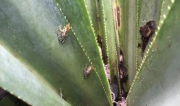 在马达加斯加的熊猫树上发现了三种新的青蛙