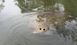 政治，大鲨鱼，海牛：在阿拉巴马州