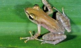 在马达加斯加的熊猫树上发现了三种新的青蛙