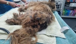 狗被跳蚤活活吃掉后，一名男子被禁止养宠物