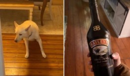 狗喝了百利酒和伏特加醉了，整晚都在兽医诊所