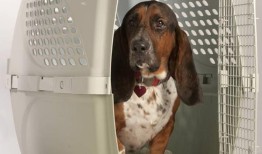 海外的军人家庭可能会因狗旅行规则的修正而得到缓解