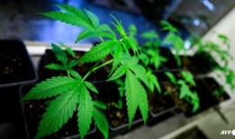 德国给大麻开了有争议的绿灯