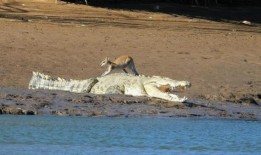 youtube用户罗德尼·费舍尔在东金伯利的奥德河岸边捕捉到了小袋鼠爬上鳄鱼的画面