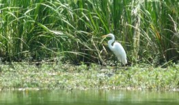 联邦政府宣布耗资8500万美元计划挖掘阿拉巴马州东部受污染的小溪