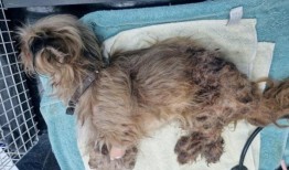 狗被跳蚤活活吃掉后，一名男子被禁止养宠物