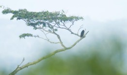 墨西哥第一个黑白相间的鹰巢是研究人员的宝库