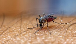 计划举行公众会议，以解决蚊子数量增加的问题