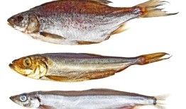 海洋草食性鱼类可能成为人类新的蛋白质来源