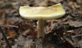 母子三人中有一人食用死帽蘑菇后中毒