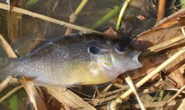 阿拉巴马镇休闲水道发现200条死鱼